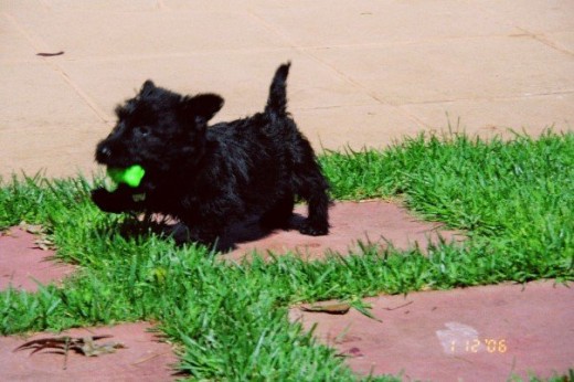 Esta soy yo de 2 meses, quiero una vida familiar y feliz para mis cachorros, algun pretendiente que quiera aumentar su familia? Enviarme un mensaje